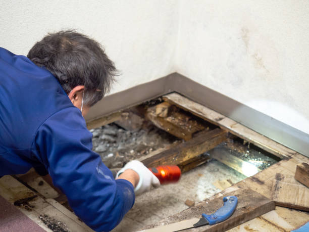 Best Mold Damage Repair  in Hackensack, NJ