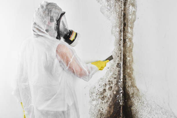 Best Mold Remediation Services  in Hackensack, NJ