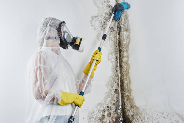 Best Home Mold Removal  in Hackensack, NJ