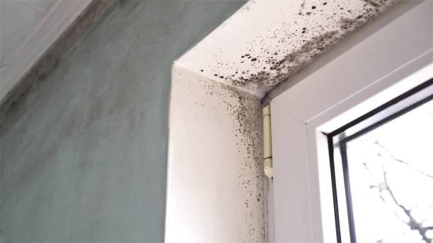 Best Certified Mold Removal  in Hackensack, NJ