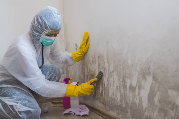 Best Crawl Space Mold Removal  in Hackensack, NJ