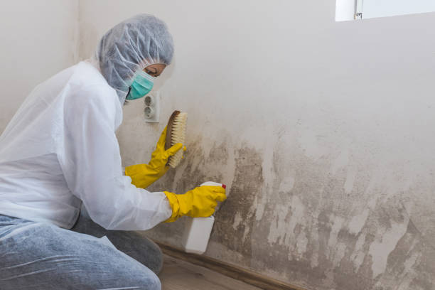 Best Crawl Space Mold Removal  in Hackensack, NJ