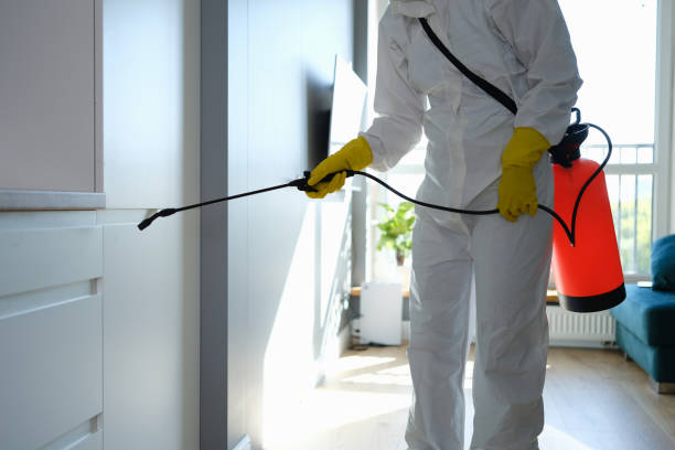 Best Black Mold Removal  in Hackensack, NJ