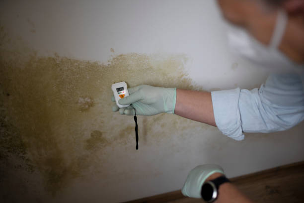 Mold Testing and Removal in Hackensack, NJ