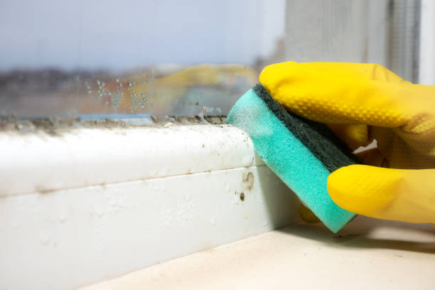 Best Office Mold Removal Services  in Hackensack, NJ