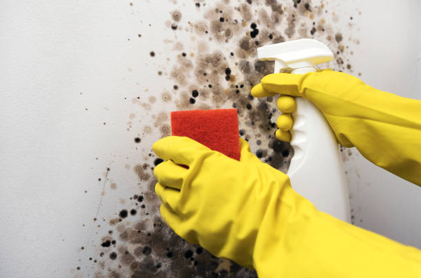 Professional Mold Removal in Hackensack, NJ