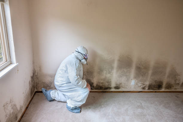 Mold Removal Process in Hackensack, NJ