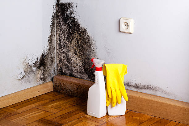 Home Mold Removal in Hackensack, NJ