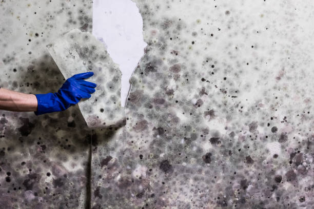 Best Certified Mold Removal  in Hackensack, NJ