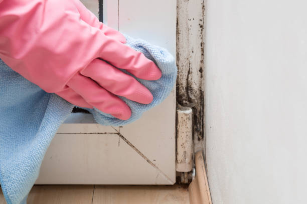 Best Toxic Mold Removal  in Hackensack, NJ