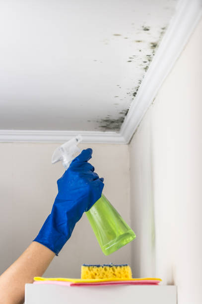 Best Black Mold Removal  in Hackensack, NJ